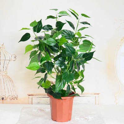 仿真植物盆栽小樹室內外裝飾綠植 推薦